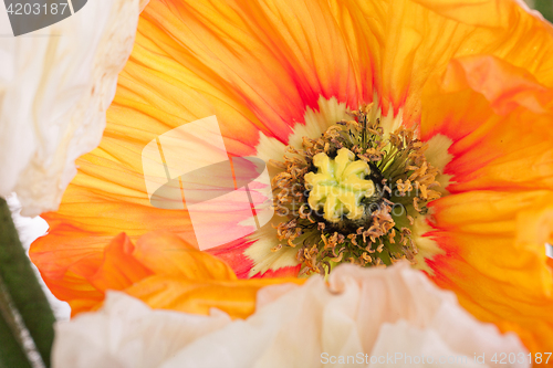 Image of Daisy and poppy flowers bouquet