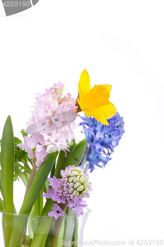 Image of Spring flowers - hyacinth and narcissus on white background