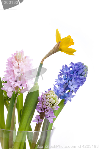 Image of Spring flowers - hyacinth and narcissus on white background