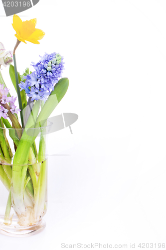 Image of Spring flowers - hyacinth and narcissus on white background