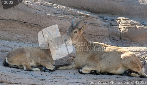 Image of Baby and Mother sheep