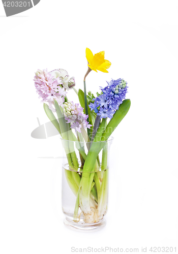 Image of Spring flowers - hyacinth and narcissus on white background
