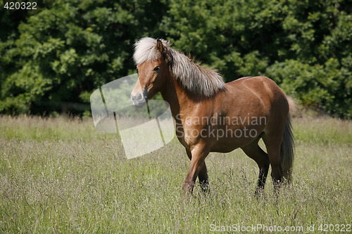 Image of Brown horse