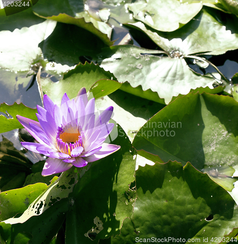 Image of real lake with lotus flowers, wild nature oriental