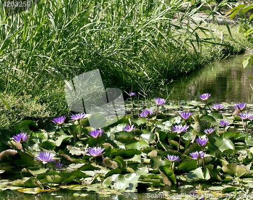 Image of real lake with lotus flowers, wild nature oriental