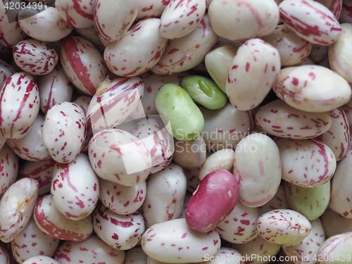 Image of Crimson beans legumes vegetables