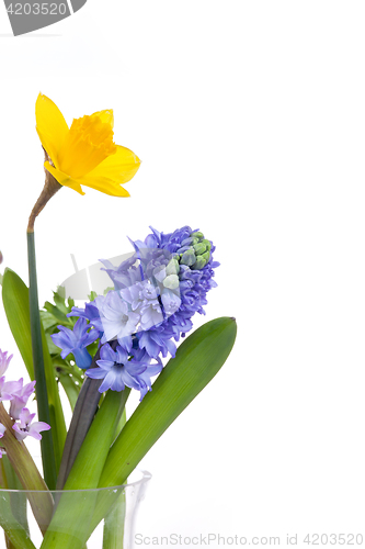 Image of Spring flowers - hyacinth and narcissus on white background