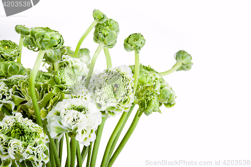 Image of Ranunkulyus bouquet of red flowers on a white background