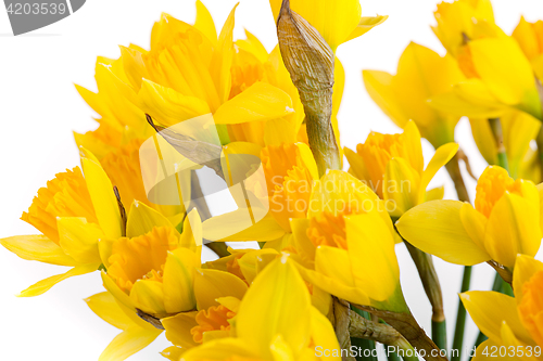 Image of Spring floral border, beautiful fresh daffodils flowers, isolated on white background.