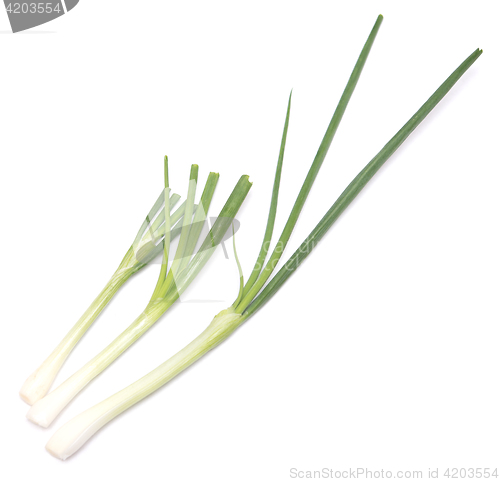 Image of green onion