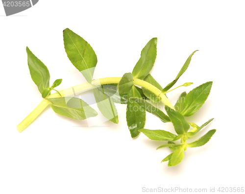 Image of thyme on white