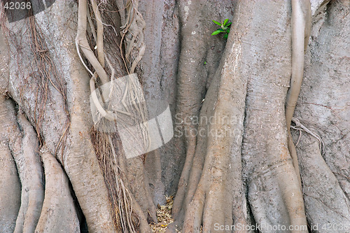 Image of Wood texture of the intricate trunk of an old centennial giant ficus, park Alameda Apodaca, Cadiz, Andalusia, Spain