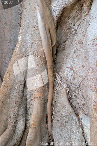 Image of Wood texture of the intricate trunk of an old centennial giant ficus, park Alameda Apodaca, Cadiz, Andalusia, Spain