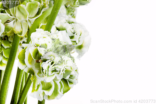 Image of Ranunkulyus bouquet of red flowers on a white background