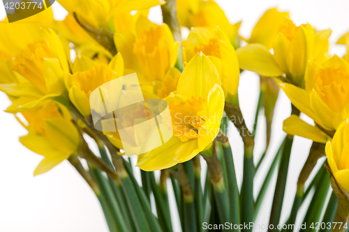 Image of Spring floral border, beautiful fresh daffodils flowers, isolated on white background.