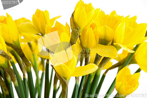 Image of Spring floral border, beautiful fresh daffodils flowers, isolated on white background.