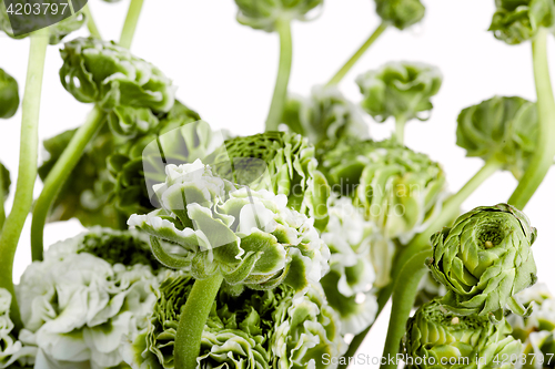 Image of Ranunkulyus bouquet of red flowers on a white background