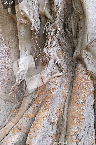 Image of Wood texture of the intricate trunk of an old centennial giant ficus, park Alameda Apodaca, Cadiz, Andalusia, Spain