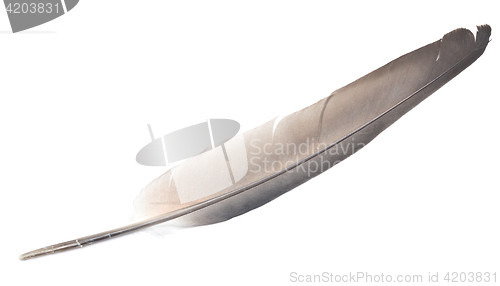 Image of feather on white