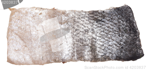 Image of fish skin isolated