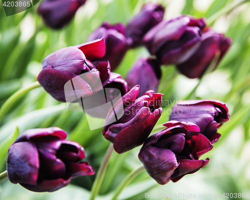 Image of bunch of tulip flowers close up for background close up macro