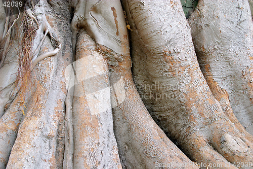 Image of Wood texture of the intricate trunk of an old centennial giant ficus, park Alameda Apodaca, Cadiz, Andalusia, Spain