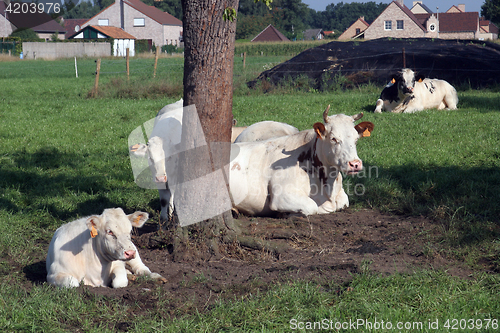 Image of Cows resting in scenic summer fields