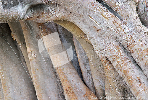 Image of Wood texture of the intricate trunk of an old centennial giant ficus, park Alameda Apodaca, Cadiz, Andalusia, Spain