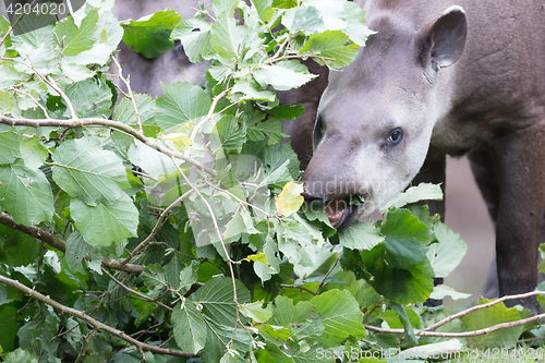 Image of Tapir eating fresh leaves