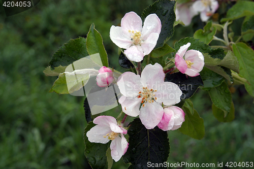 Image of Close up of fruit flowers in the earliest springtime