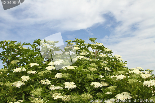 Image of Flowers in a Danish landscapes in the summer