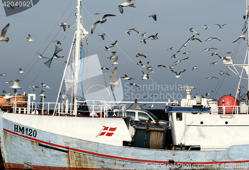 Image of bird seagull