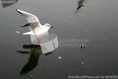 Image of bird seagull