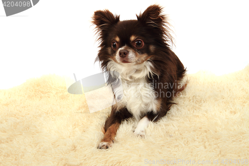 Image of chihuahua is resting