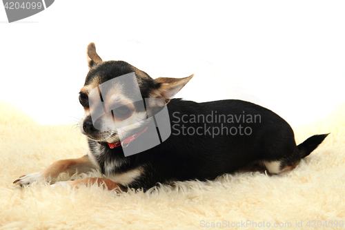 Image of chihuahua is resting