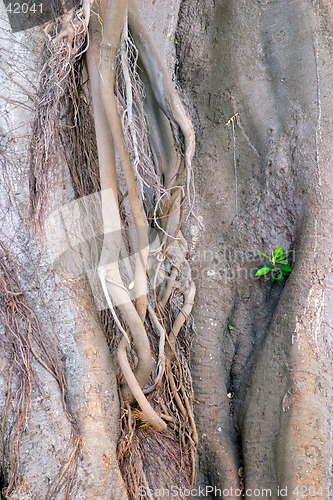 Image of Wood texture of the intricate trunk of an old centennial giant ficus, park Alameda Apodaca, Cadiz, Andalusia, Spain