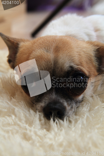 Image of chihuahua is resting