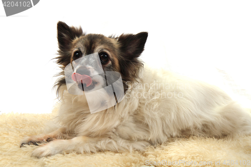 Image of chihuahua is resting