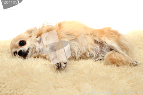 Image of chihuahua is resting
