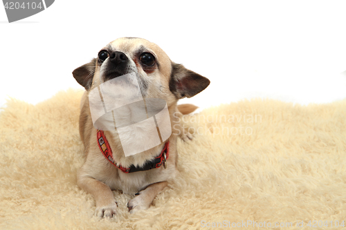 Image of chihuahua is resting