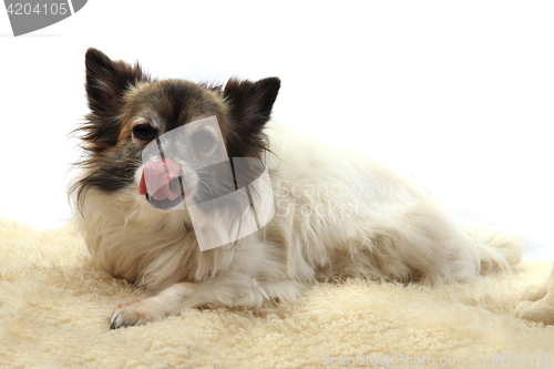 Image of chihuahua is resting