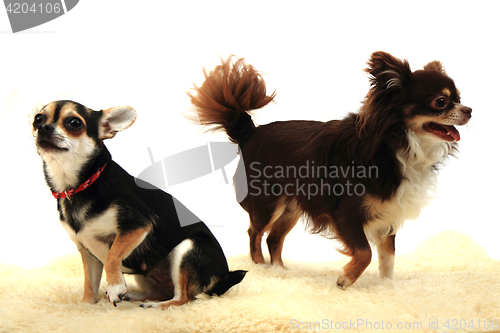 Image of chihuahua is resting