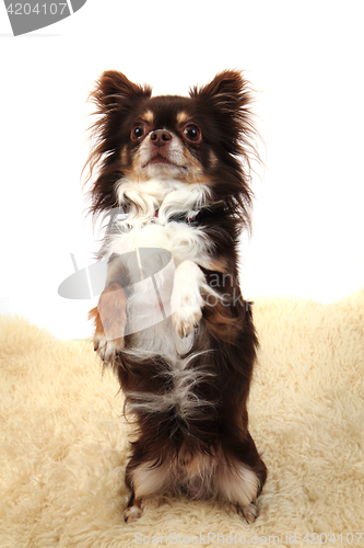 Image of chihuahua as rabitt