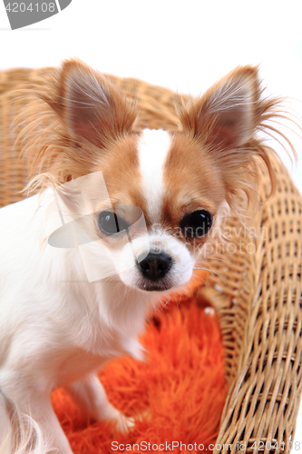 Image of chihuahua is resting