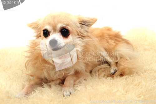 Image of chihuahua is resting