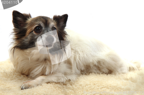 Image of chihuahua is resting