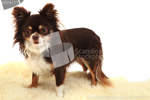 Image of chihuahua is resting