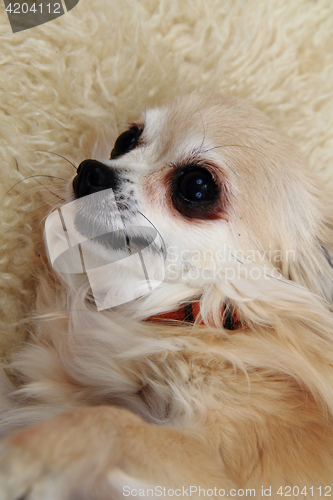 Image of chihuahua is resting