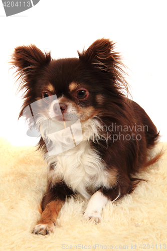 Image of chihuahua is resting