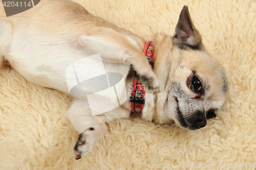 Image of chihuahua is resting